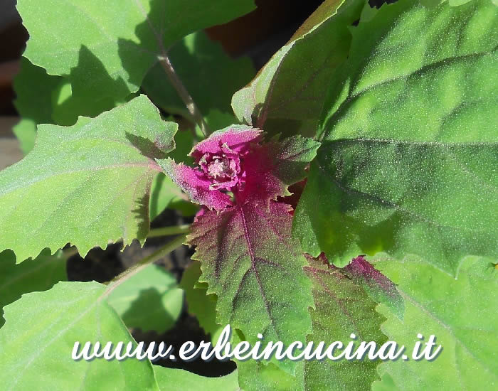 Farinello amaranto pronto da raccogliere / Magenta spreen, ready to be harvested