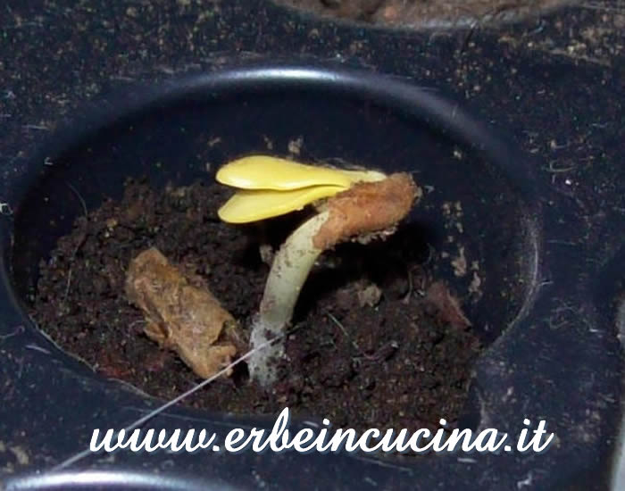 Piantina neonata / Newborn plant