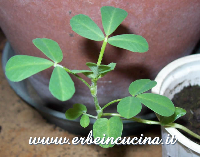 Giovane pianta di fieno greco / Fenugreek young plant
