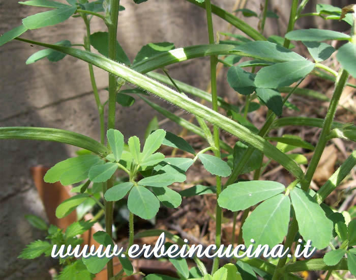 Baccello di fieno greco / Fenugreek seed pod
