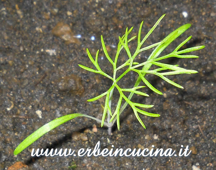 Piantina di finocchietto / Fennel young plant