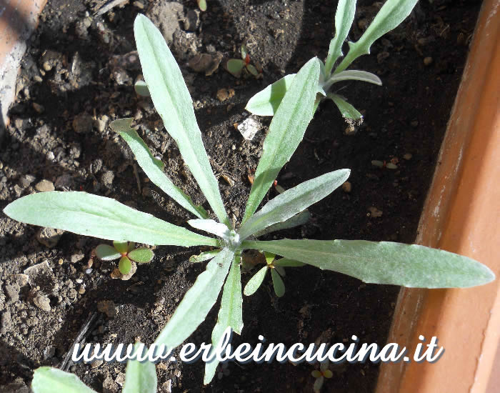 Giovane pianta di fiordaliso / Cornflower young plant