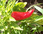 Fish Pepper