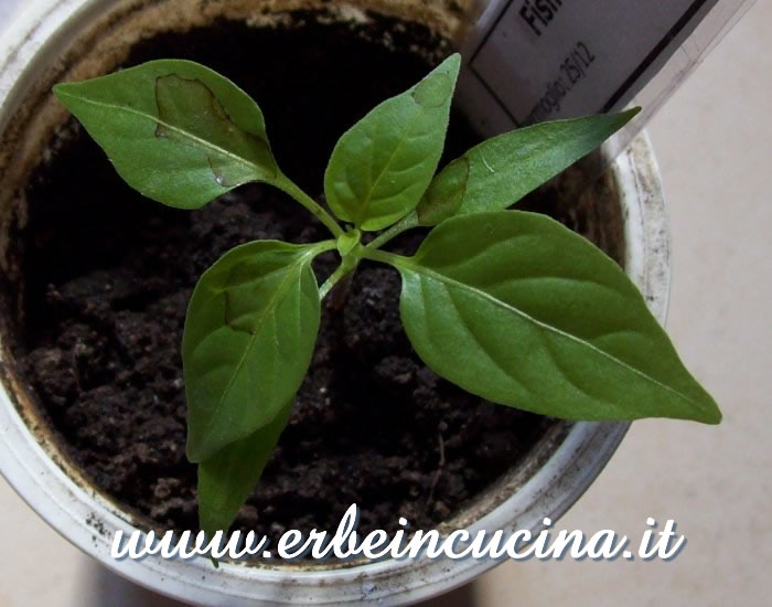 Giovane pianta di peperoncino Fish Pepper / Fish Pepper young plant