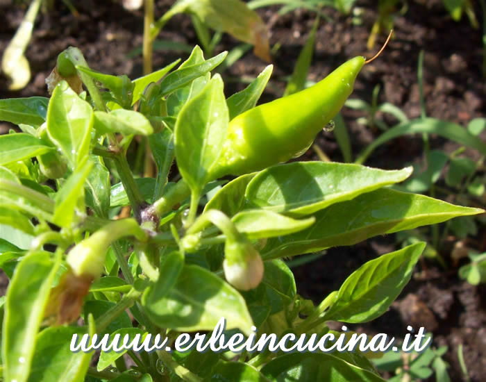 Peperoncino Fish Pepper non ancora maturo / Unripe Fish Pepper pod