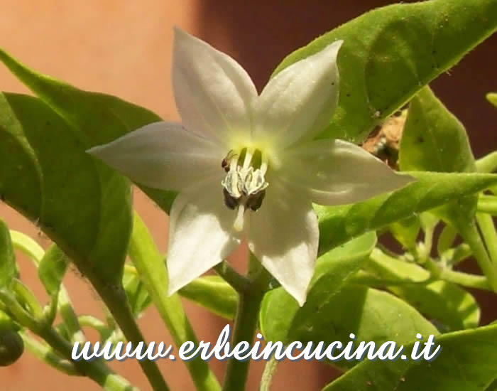 Fiore di peperoncino Fish Pepper  / Fish Pepper Flower