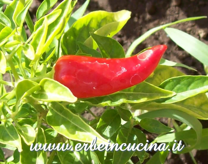 Peperoncino Fish Pepper ancora maturo / Ripe Fish Pepper pod