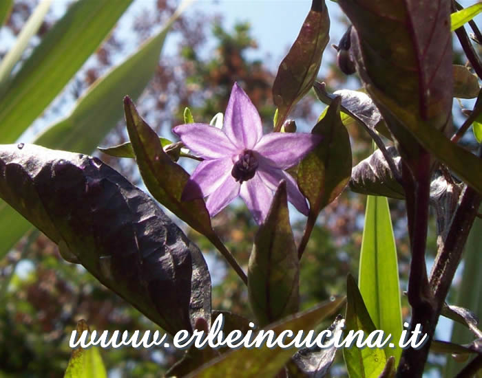 Fiore di peperoncino Fluorescent Purple / Fluorescent Purple chili pepper flower