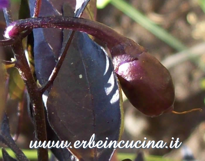 Piccolo Peperoncino Fluorescent Purple non ancora maturo / Unripe Fluorescent Purple chili pepper small pod