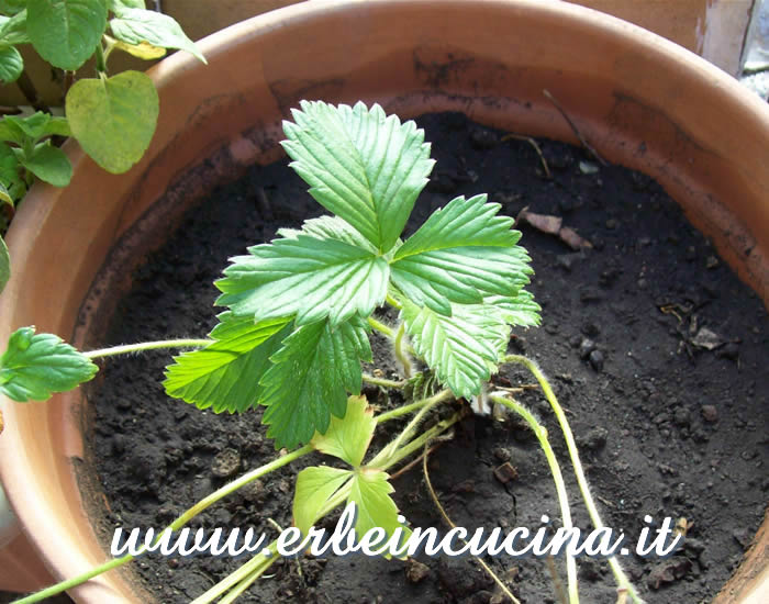 Pianta di fragola di bosco / Woodstrawberry plant