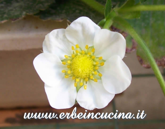 Fiore di fragola / Strawberry Flower