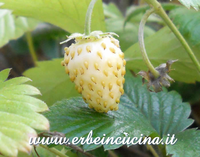 Fragolina di bosco gialla / Yellow woodstrawberry