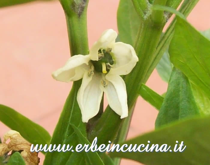 Fiore di peperoncino Fresno / Fresno chili flower