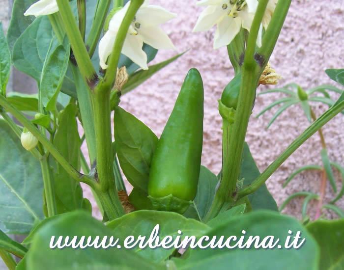 Peperoncino Fresno non ancora maturo / Unripe Fresno chili pod