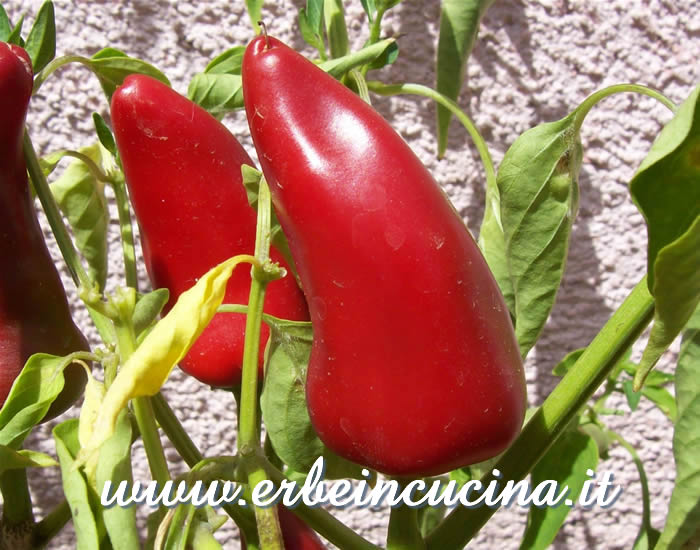 Peperoncino Fresno maturo / Ripe Fresno chili pod