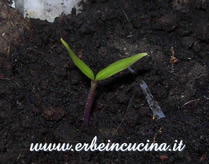 Peperoncino Frida Black appena nato / Newborn Frida Black chili pepper plant