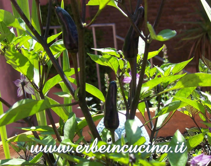 Peperoncini Frida Black non ancora maturi / Unripe Frida Black chili pepper pods