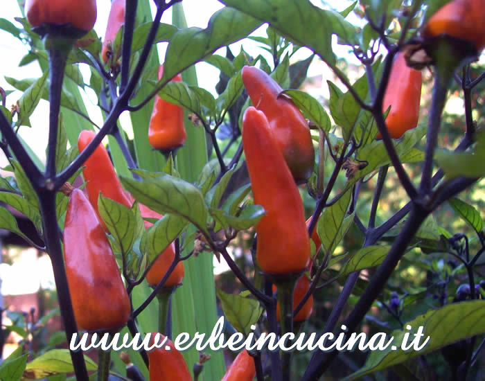 Peperoncini Frida Black maturi / Ripe Frida Black chili pepper pods