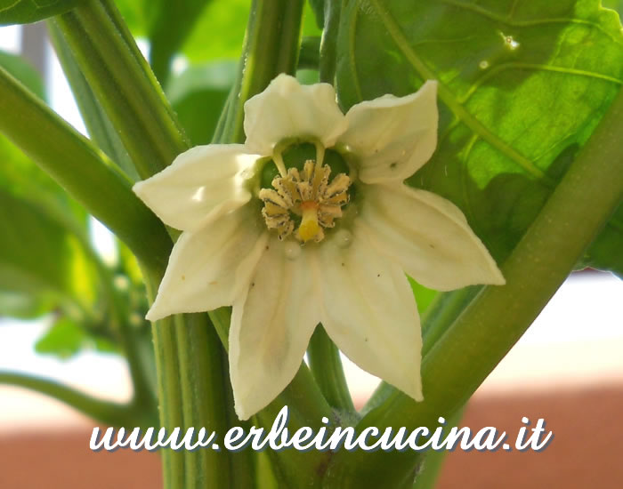 Fiore di peperone Gilboa / Gilboa pepper flower