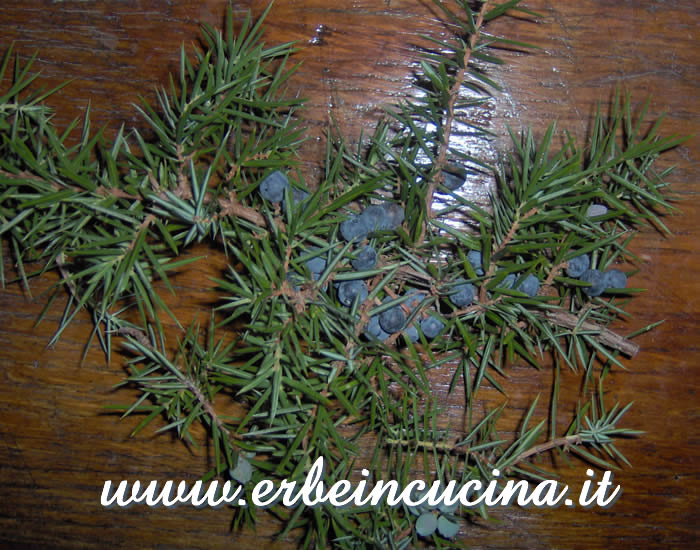 Bacche di ginepro / Juniper berries