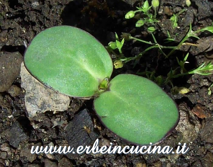 Pianta di girasole appena nata / Newborn Sunflower Plant