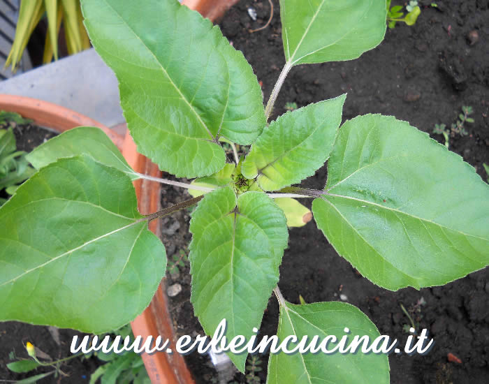 Giovane pianta di girasole / Sunflower Young Plant