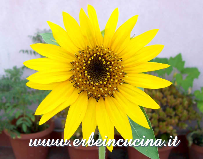 Girasole fiorito / Sunflower