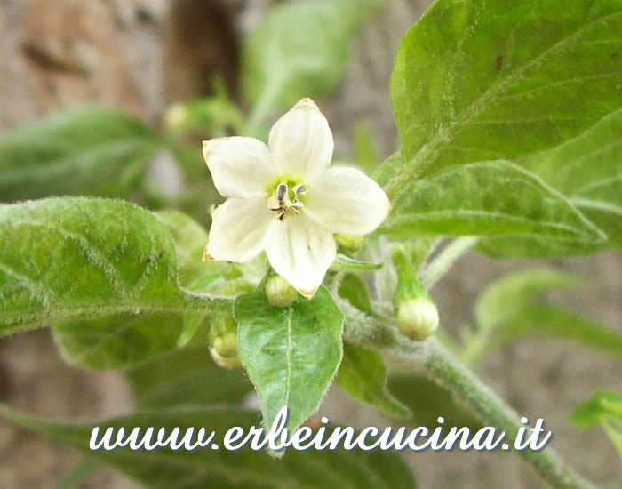 Fiore di Goat's Weed / Goat's Weed chili pepper Flower