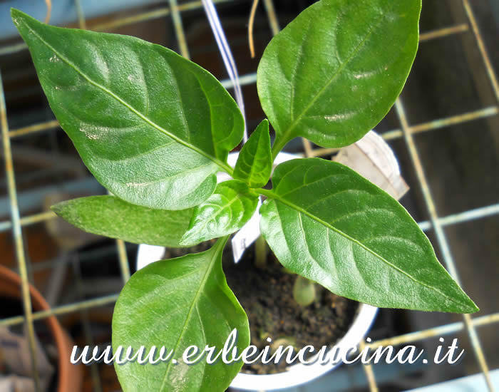 Giovane pianta di peperone Golden California Wonder / Golden California Wonder bell pepper young plant