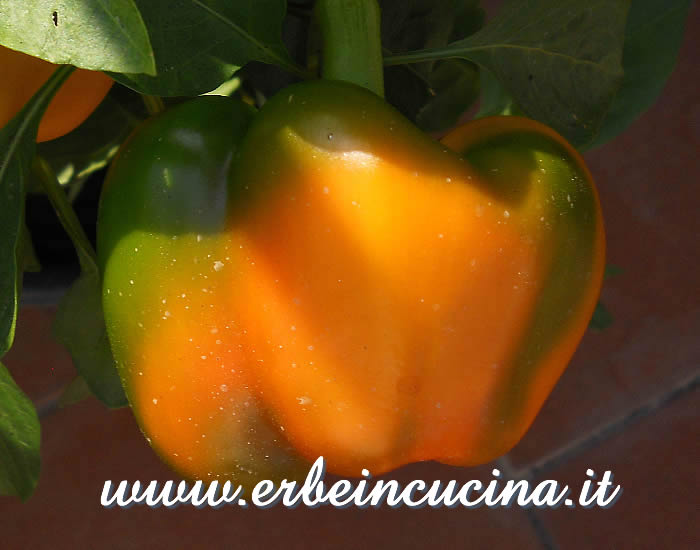 Peperone Golden California Wonder in maturazione / Ripening Golden California Wonder pod