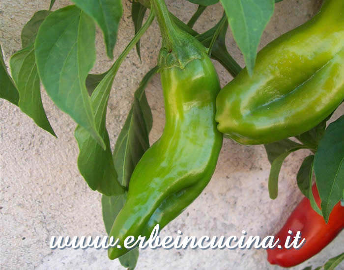 Peperoncino Guajillo non ancora maturo / Unripe Guajillo chili pod