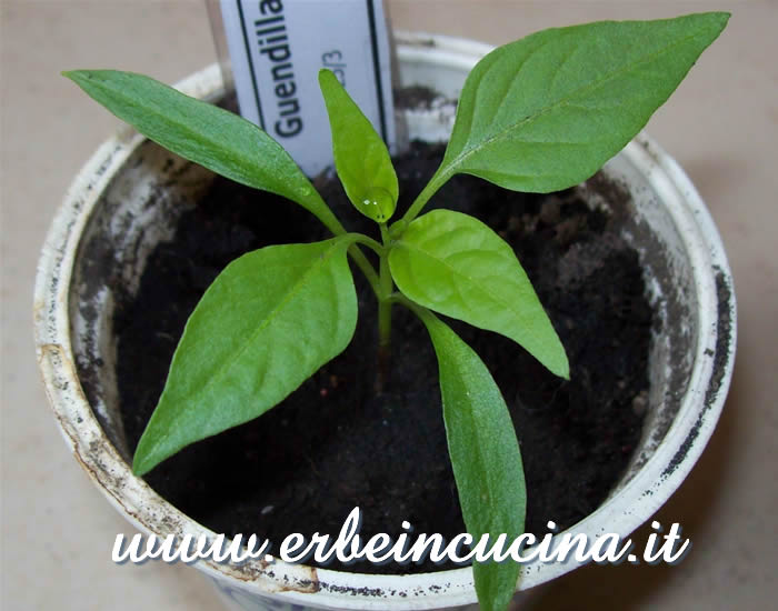 Giovane pianta di peperoncino Guendilla Canarie / Guendilla Canarie chili pepper, young plant