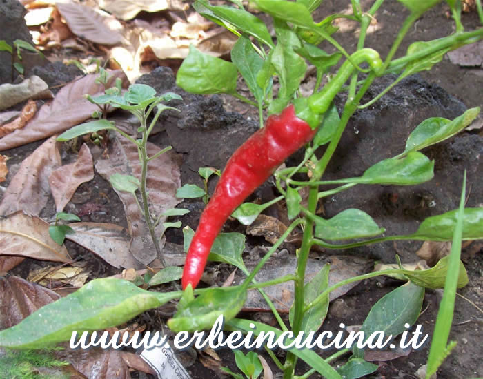 Peperoncino  Guendilla Canarie maturo / Ripe  Guendilla Canarie chili pepper pod
