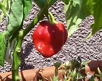 Habanero Black Congo