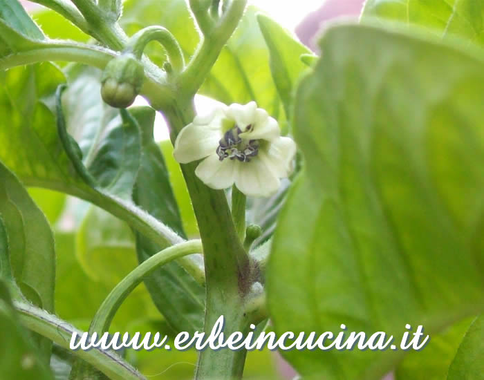 Fiore di peperoncino Habanero Black Congo / Habanero Black Congo chili flower