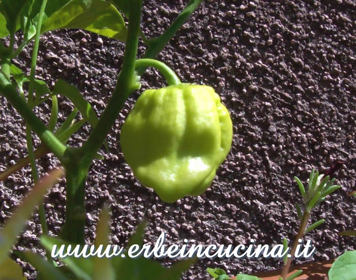 Peperoncino Habanero Black Congo non ancora maturo / Unripe Habanero Black Congo chili pod