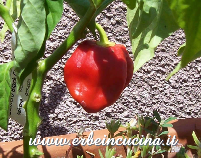 Peperoncino Habanero Black Congo maturo / Ripe Habanero Black Congo chili pod