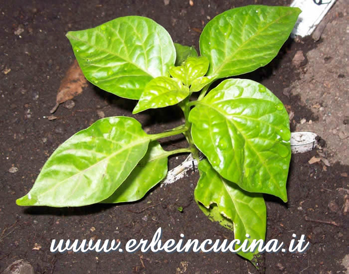 Pianta trapiantata di Habanero Brown / Habanero Brown, transplanted plant