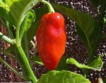 Habanero Cancun