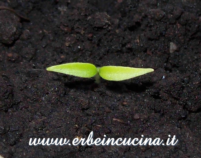 Peperoncino Habanero Cancun appena nato / Newborn Habanero Cancun chili plant