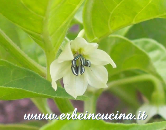 Fiore di peperoncino Habanero Cancun / Habanero Cancun chili flower