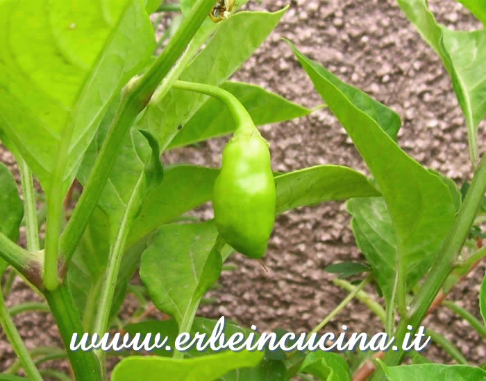 Peperoncino Habanero Cancun non ancora maturo / Unripe Habanero Cancun chili pod