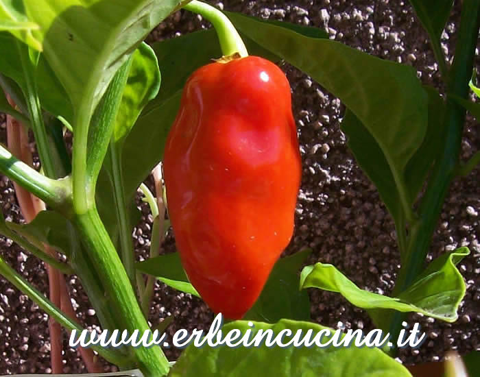 Peperoncino Habanero Cancun maturo / Ripe Habanero Cancun chili pod