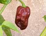 Habanero Chocolate