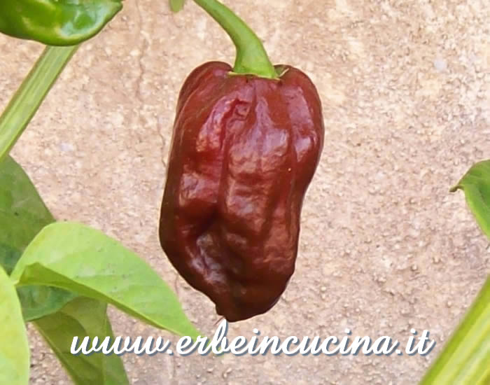 Peperoncino Habanero Chocolate maturo / Ripe Habanero Chocolate pepper pod