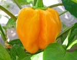 Habanero Golden