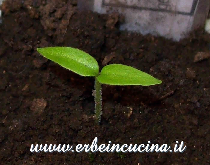 Peperoncino Habanero Golden appena nato / Newborn Habanero Golden chili pepper plant