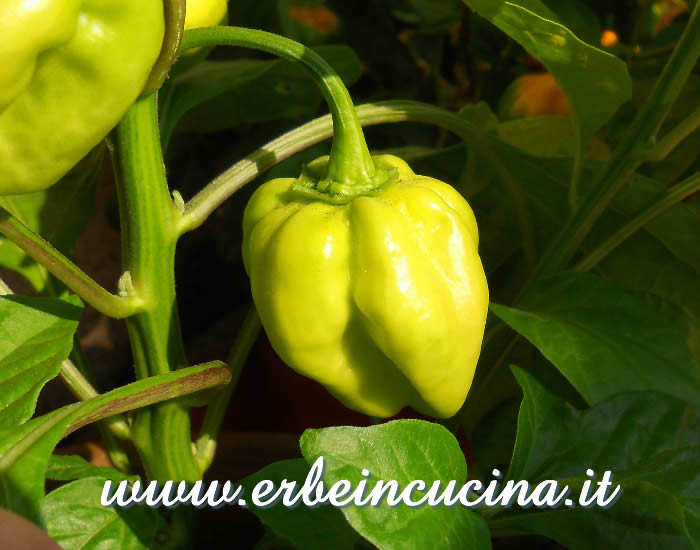 Peperoncino Habanero Golden non ancora maturo / Unripe Habanero Golden chili pod