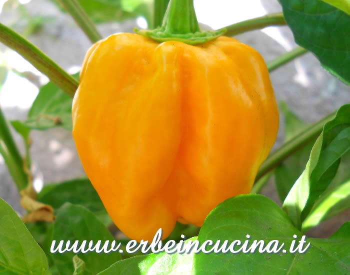 Peperoncino Habanero Golden maturo / Ripe Habanero Golden chili pod