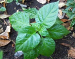 Habanero Long Chocolate